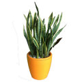 Wholesale Artificial Planter Pot for Garden